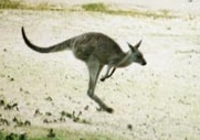 Kangaroo Kangaroo