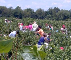 Blueberry Pickers