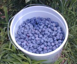 Bucket of blueberries
