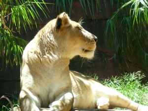 Lioness at the Taronga Zoo in Sydney
