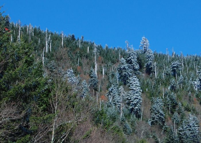 Mount Mitchell dead trees
