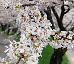 Cherry Blossoms