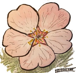 Cherry Blossom Drawing