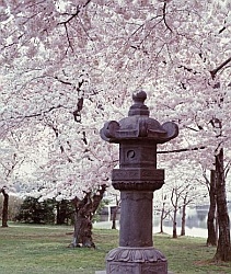 Japanese Lantern by the Tidal Basin