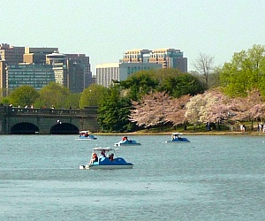 Paddle Boats in Tidal Basin