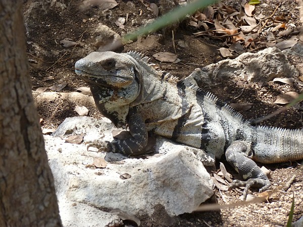 Iguanas are abundant in Yucatan