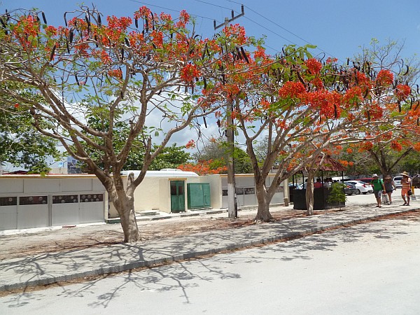 Tropical trees in Tulum