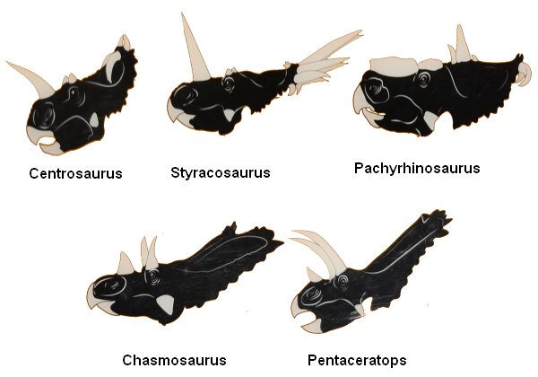 Ceratopsids