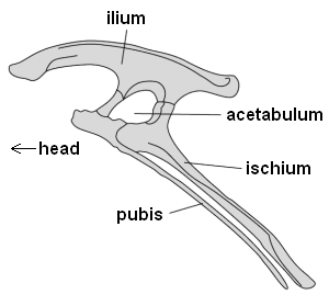 Ornithischian pelvis