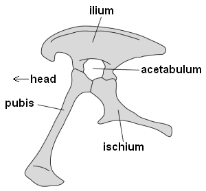 Saurischian pelvis