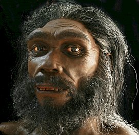 Homo heidelbergensis model