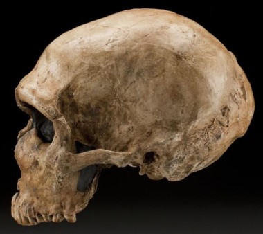 Homo neanderthalensis side view