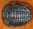 Trilobites are extinct arthropods that appeared in the Early Cambrian period.