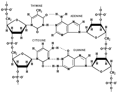 Chemical Structure of DNA