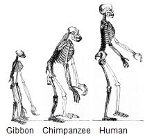 Similarity of primates indicates common ancestor